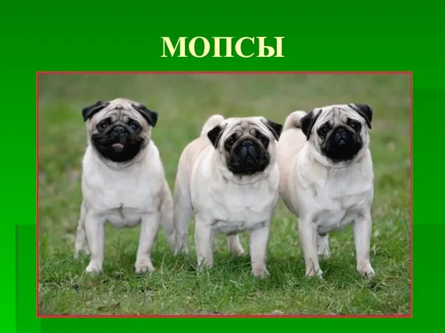 МОПСЫ