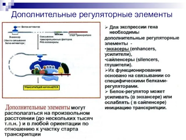 Дополнительные регуляторные элементы