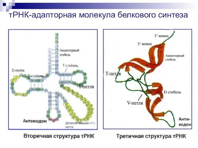 тРНК-адапторная молекула белкового синтеза