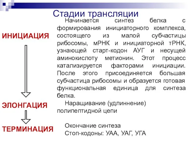 Стадии трансляции Начинается синтез белка с формирования инициаторного комплекса, состоящего из малой