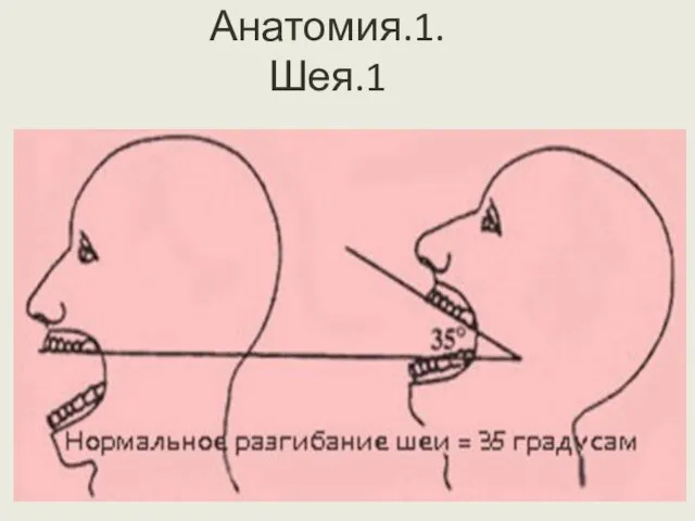 Анатомия.1. Шея.1