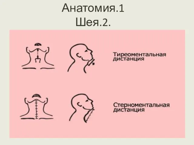 Анатомия.1 Шея.2.