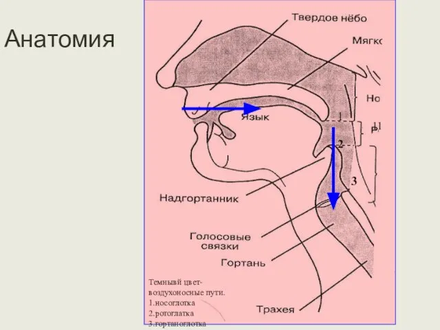 Анатомия 11 1 2 3 Темнывй цвет-воздухоносные пути. 1.носоглотка 2.ротоглатка 3.гортаноглотка