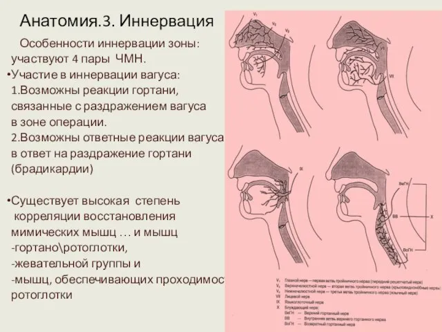 Анатомия.3. Иннервация Особенности иннервации зоны: участвуют 4 пары ЧМН. Участие в иннервации