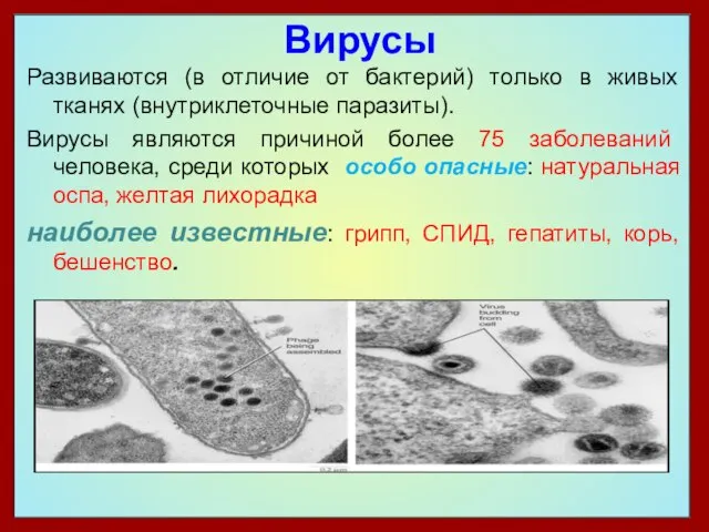 Вирусы Развиваются (в отличие от бактерий) только в живых тканях (внутриклеточные паразиты).