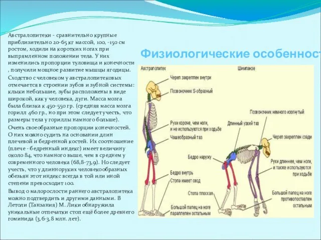 Физиологические особенности Австралопитеки - сравнительно крупные приблизительно 20-65 кг массой, 100, -150