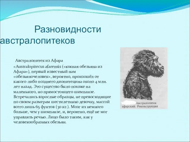 Разновидности австралопитеков Австралопитек из Афара «Australopitecus afarensis («южная обезьяна из Афара»), первый