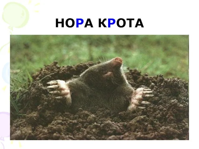 НОРА КРОТА