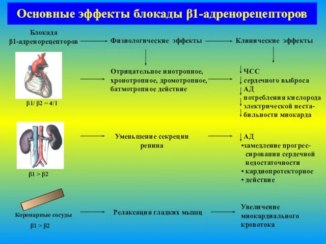 Основные эффекты блокады β1-адренорецепторов Блокада β1-адренорецепторов β1/ β2 = 4/1 Коронарные сосуды