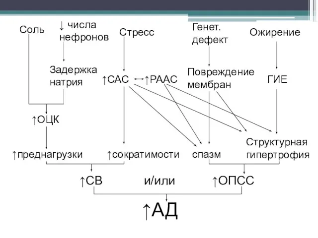 Соль ↓ числа нефронов Стресс Генет. дефект Ожирение Задержка натрия ↑САС ↑РААС