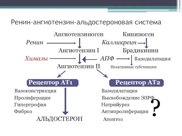 Ренин-ангиотензин-альдостероновая система Ангиотензиноген Кининоген Ренин Калликреин Ангиотензин I Брадикинин Химазы АПФ Вазодилатация