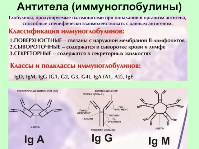 Антитела (иммуноглобулины)