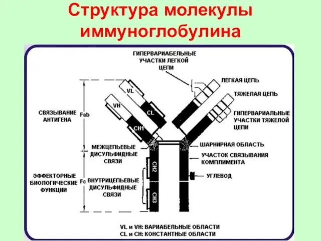 Структура молекулы иммуноглобулина