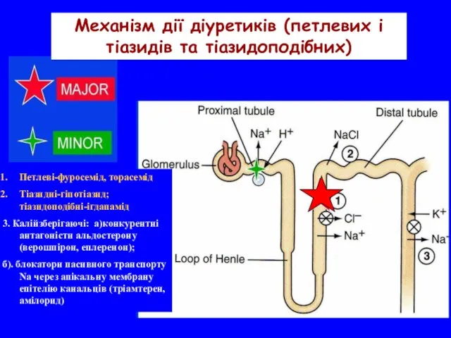 Механізм дії діуретиків (петлевих і тіазидів та тіазидоподібних) Петлеві-фуросемід, торасемід Тіазидні-гіпотіазид; тіазидоподібні-ігдапамід