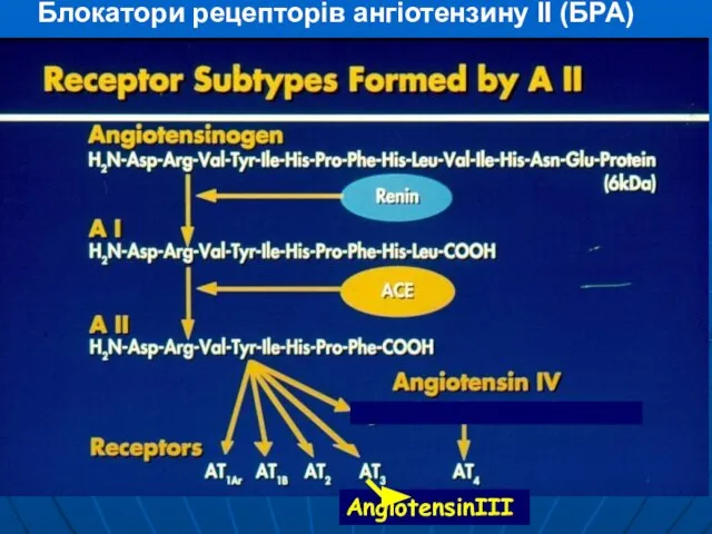 AngiotensinІІІ Блокатори рецепторів ангіотензину ІІ (БРА)