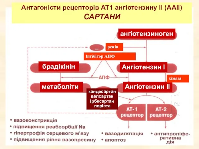 Антагоністи рецепторів АТ1 ангіотензину ІІ (ААІІ) САРТАНИ кандесартан валсартан Ірбесартан лоріста ангіотензиноген