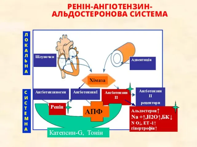 РЕНІН-АНГІОТЕНЗИН-АЛЬДОСТЕРОНОВА СИСТЕМА Л О К А Л Ь Н А Шлуночки Адвентиція