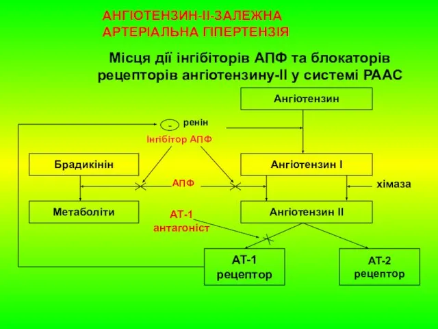 Місця дії інгібіторів АПФ та блокаторів рецепторів ангіотензину-ІІ у системі РААС Ангіотензин