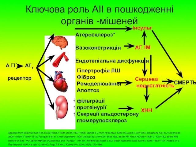 Ключова роль АІІ в пошкодженні органів -мішеней Adapted from Willenheimer R et