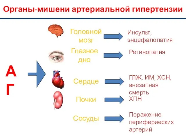 АГ Головной мозг ХПН ГЛЖ, ИМ, ХСН, внезапная смерть Инсульт, энцефалопатия Органы-мишени