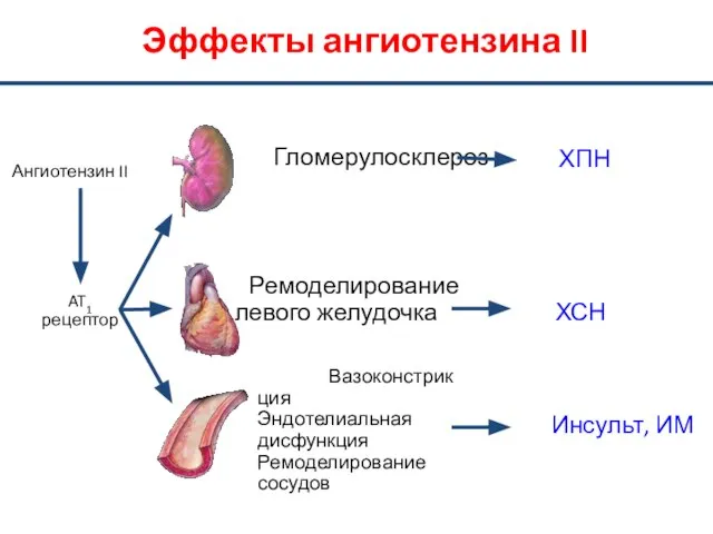 Ангиотензин II AT1 рецептор Гломерулосклероз ХПН Ремоделирование левого желудочка ХСН Вазоконстрикция Эндотелиальная