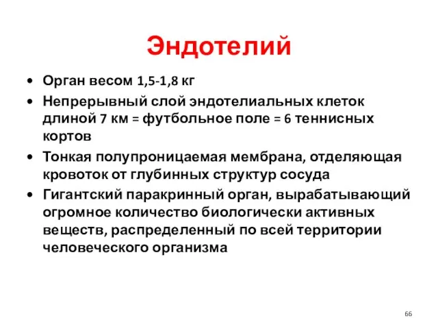 Эндотелий Орган весом 1,5-1,8 кг Непрерывный слой эндотелиальных клеток длиной 7 км