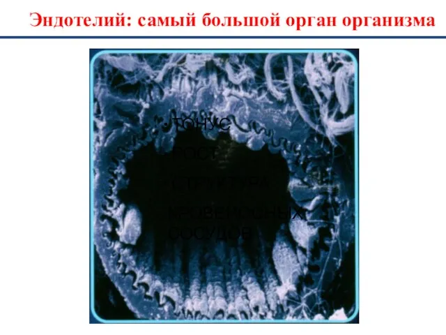 Эндотелий: самый большой орган организма ТОНУС РОСТ СТРУКТУРА КРОВЕНОСНЫХ СОСУДОВ