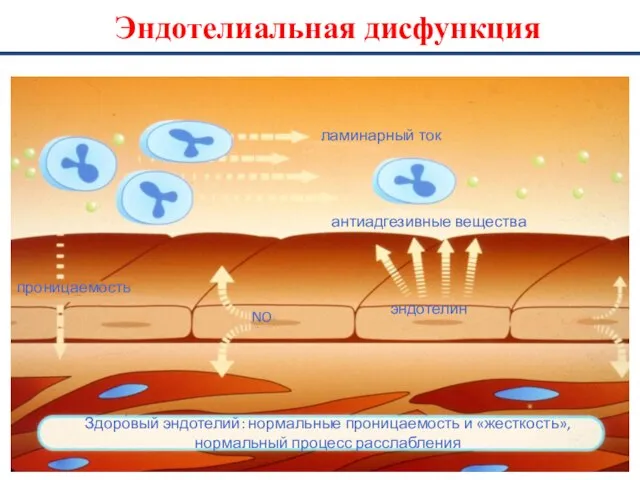 Эндотелиальная дисфункция NO эндотелин проницаемость антиадгезивные вещества ламинарный ток Здоровый эндотелий: нормальные