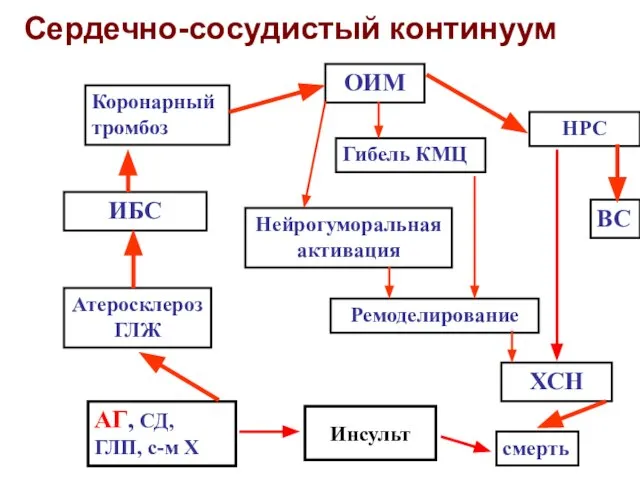 Сердечно-сосудистый континуум АГ, СД, ГЛП, с-м Х Атеросклероз ГЛЖ ИБС Коронарный тромбоз