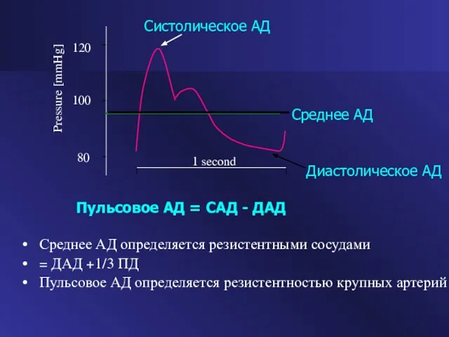 Среднее АД определяется резистентными сосудами = ДАД +1/3 ПД Пульсовое АД определяется