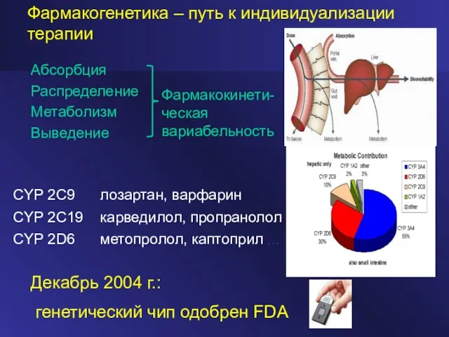 Абсорбция Распределение Метаболизм Выведение Фармакокинети-ческая вариабельность Фармакогенетика – путь к индивидуализации терапии