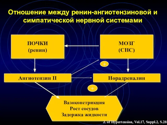 Отношение между ренин-ангиотензиновой и симпатической нервной системами ПОЧКИ (ренин) МОЗГ (СНС) Ангиотензин