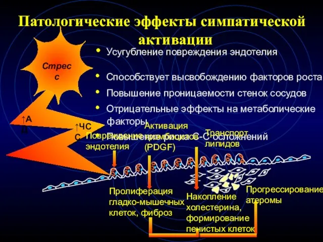 Стресс ↑АД ↑ЧСС Патологические эффекты симпатической активации Усугубление повреждения эндотелия Способствует высвобождению