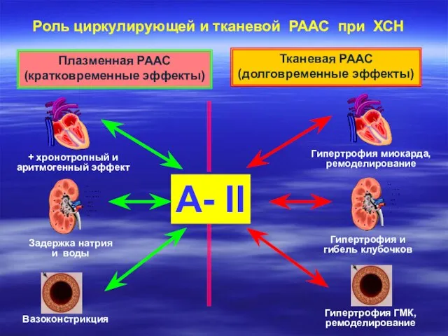 А- II + хронотропный и аритмогенный эффект Задержка натрия и воды Вазоконстрикция