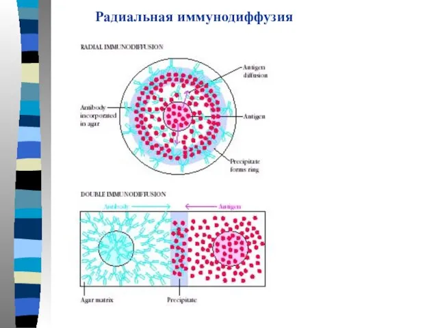 Радиальная иммунодиффузия