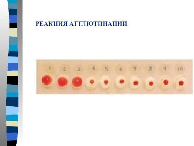 РЕАКЦИЯ АГГЛЮТИНАЦИИ