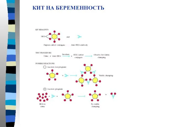 КИТ НА БЕРЕМЕННОСТЬ