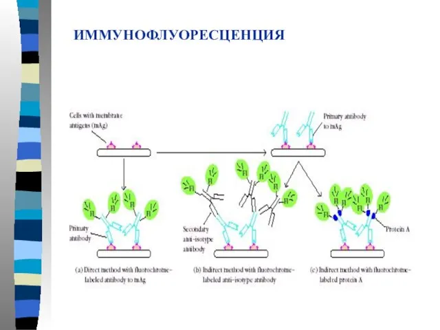 ИММУНОФЛУОРЕСЦЕНЦИЯ