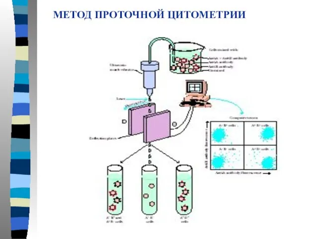 МЕТОД ПРОТОЧНОЙ ЦИТОМЕТРИИ