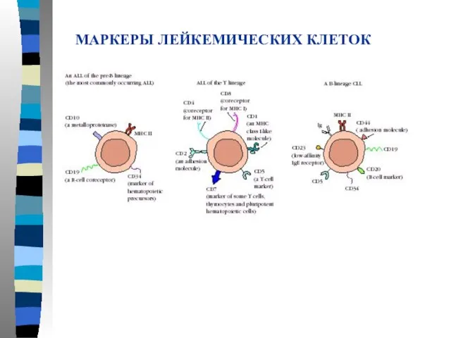 МАРКЕРЫ ЛЕЙКЕМИЧЕСКИХ КЛЕТОК