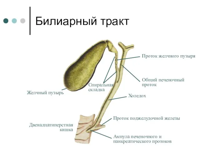 Билиарный тракт Общий печеночный проток Холедох Проток поджелудочной железы Проток желчного пузыря