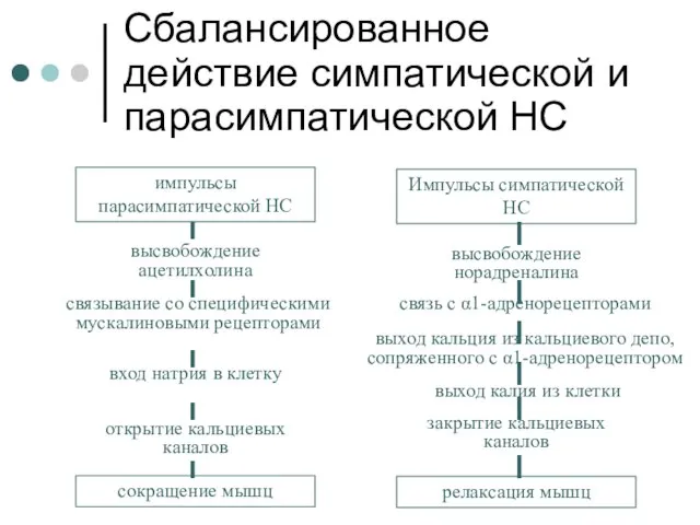 Сбалансированное действие симпатической и парасимпатической НС импульсы парасимпатической НС Импульсы симпатической НС