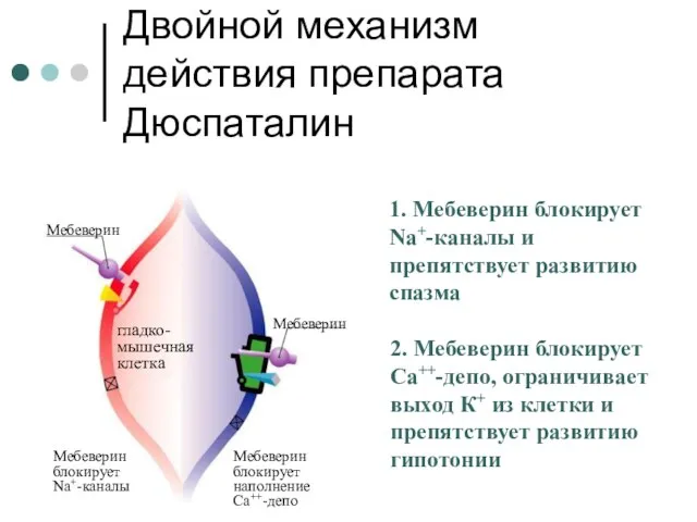 Двойной механизм действия препарата Дюспаталин 2. Мебеверин блокирует Сa++-депо, ограничивает выход К+