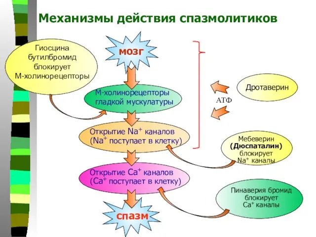 Механизмы действия спазмолитиков Гиосцина бутилбромид блокирует М-холинорецепторы мозг М-холинорецепторы гладкой мускулатуры Открытие