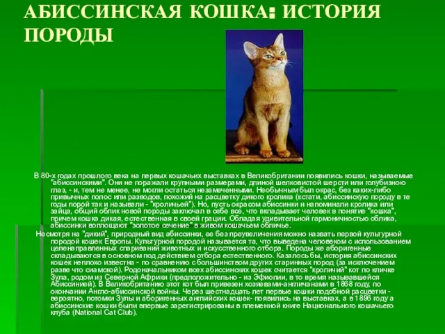 АБИССИНСКАЯ КОШКА: ИСТОРИЯ ПОРОДЫ В 80-х годах прошлого века на первых кошачьих