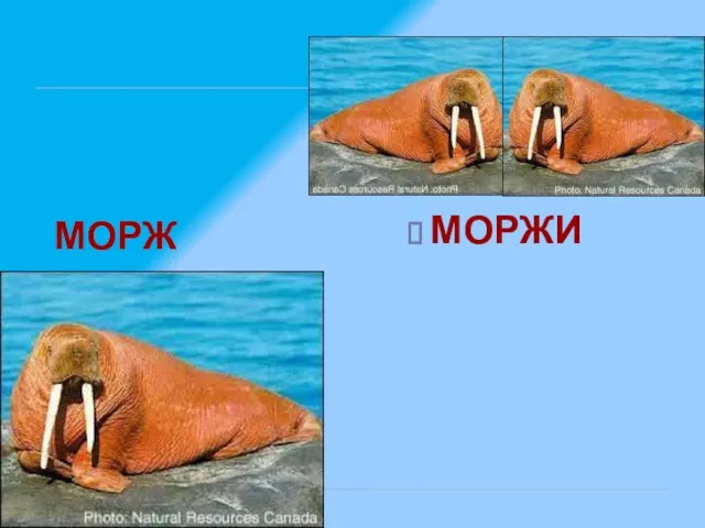 МОРЖ МОРЖИ