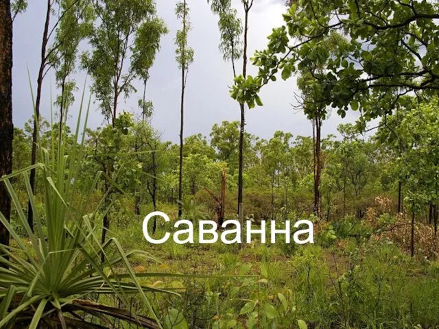 Саванна