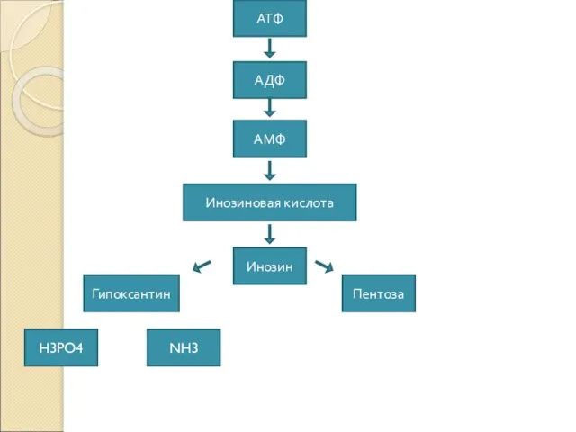 АТФ АДФ АМФ Инозиновая кислота Инозин Гипоксантин H3PO4 NH3 Пентоза