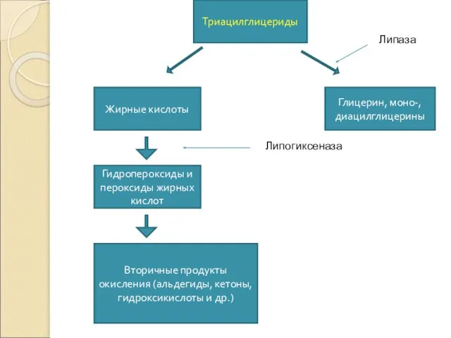 Триацилглицериды Жирные кислоты Глицерин, моно-, диацилглицерины Гидропероксиды и пероксиды жирных кислот Вторичные