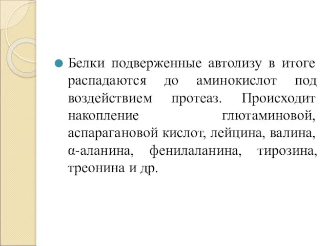 Белки подверженные автолизу в итоге распадаются до аминокислот под воздействием протеаз. Происходит